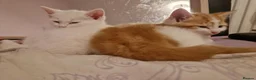 Mixed Breed cats for sale: Kittens in Harlow - Advert 8