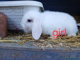 Mini Lop rabbits Mini lop babies - Advert 6