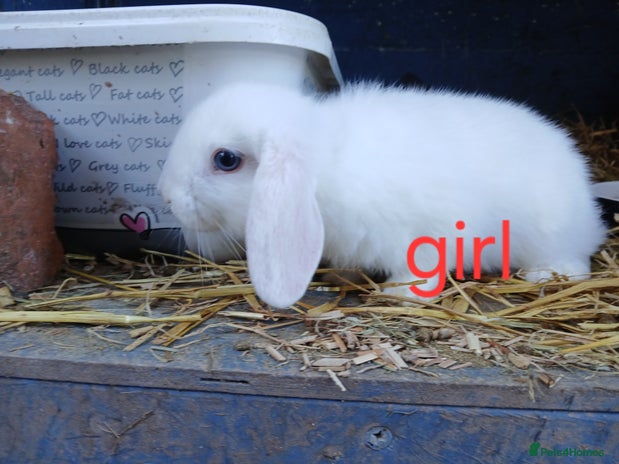 Mini Lop rabbits Mini lop babies - Advert 2