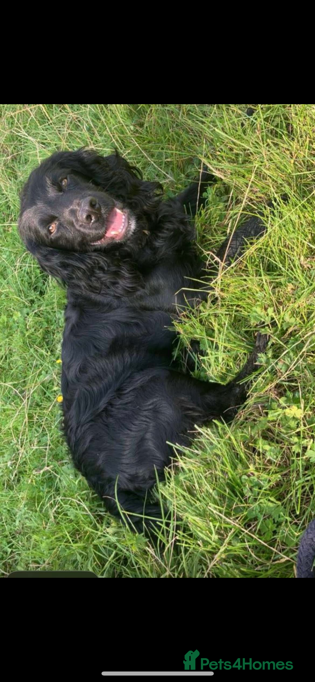Cocker Spaniel dogs for sale: Working Cocker Spaniel Puppies - Image 17