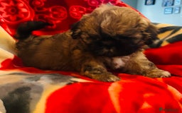 Shih Tzu dogs for sale: Shihtzu  - Image 11