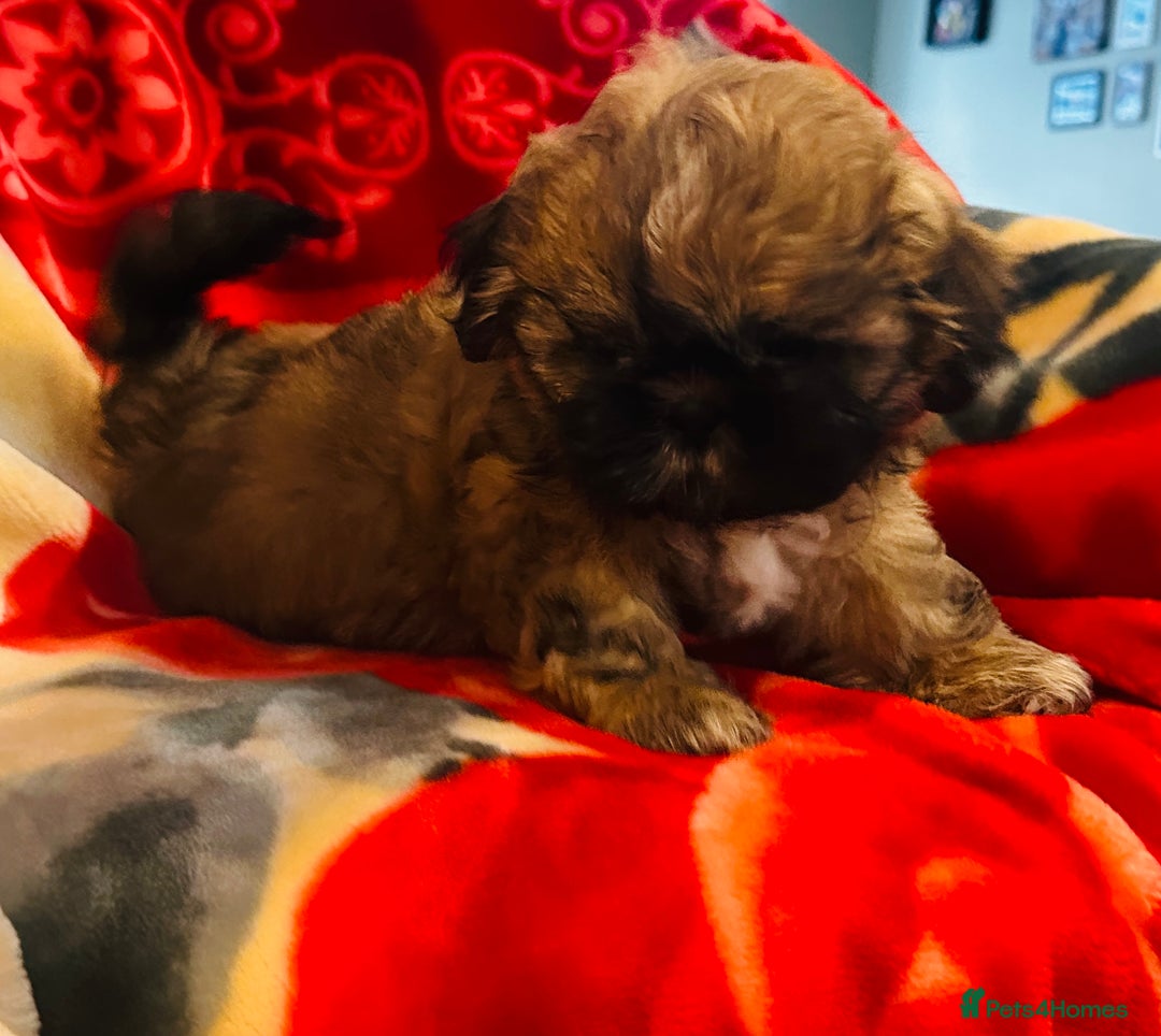 Shih Tzu dogs for sale: Shihtzu  - Image 11