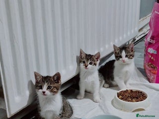 Mixed Breed cats for sale - Advert 1