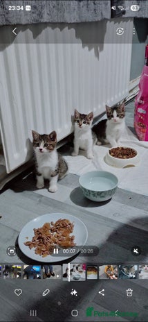 Mixed Breed cats - Advert 18