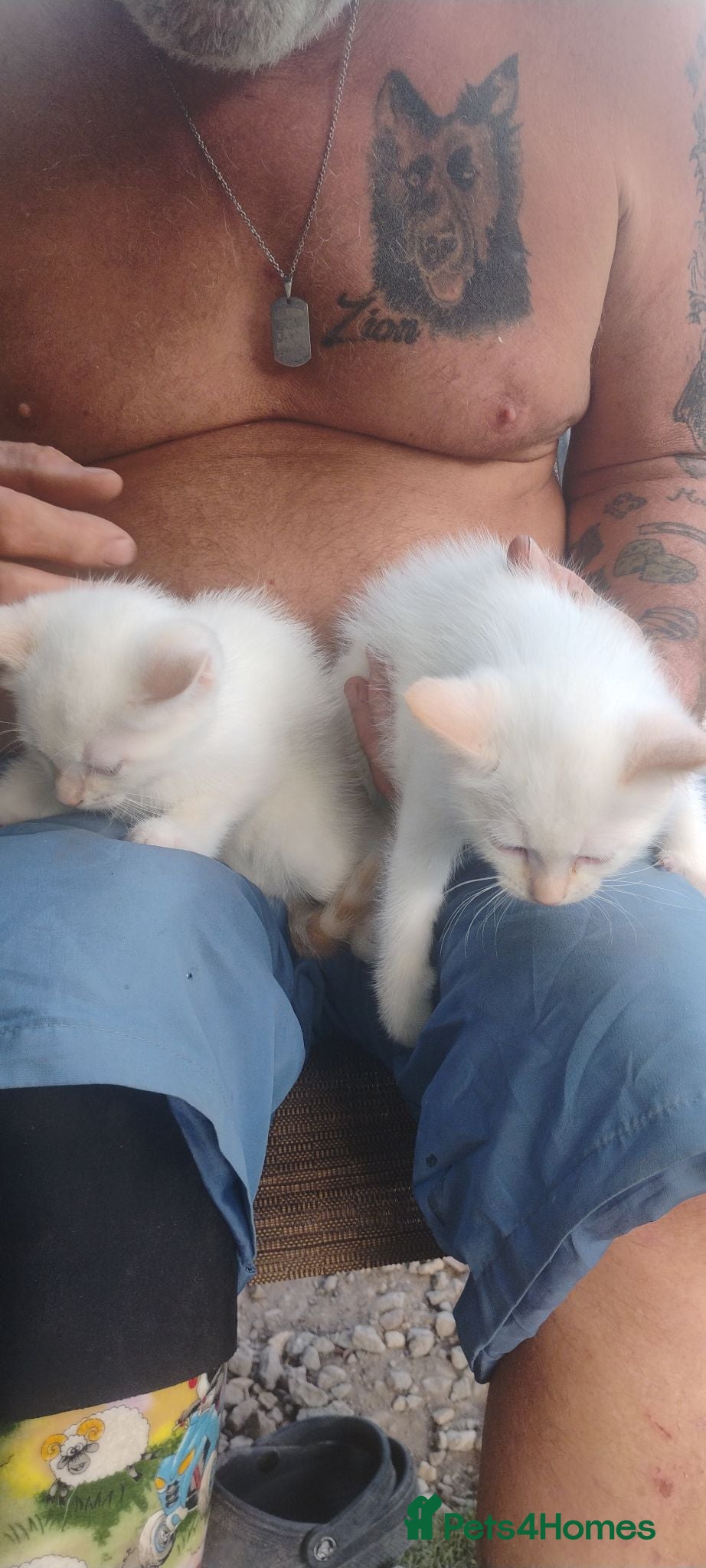 Ragdoll cats Ragdoll x Siamese kittens - Advert 2