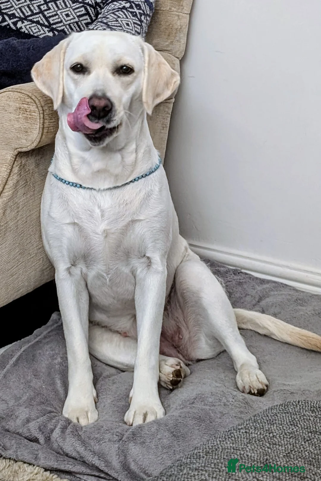 Labrador Retriever dogs for sale:  Labrador Puppies White(Yellow) & Fox Red  in Northampton - Advert 6