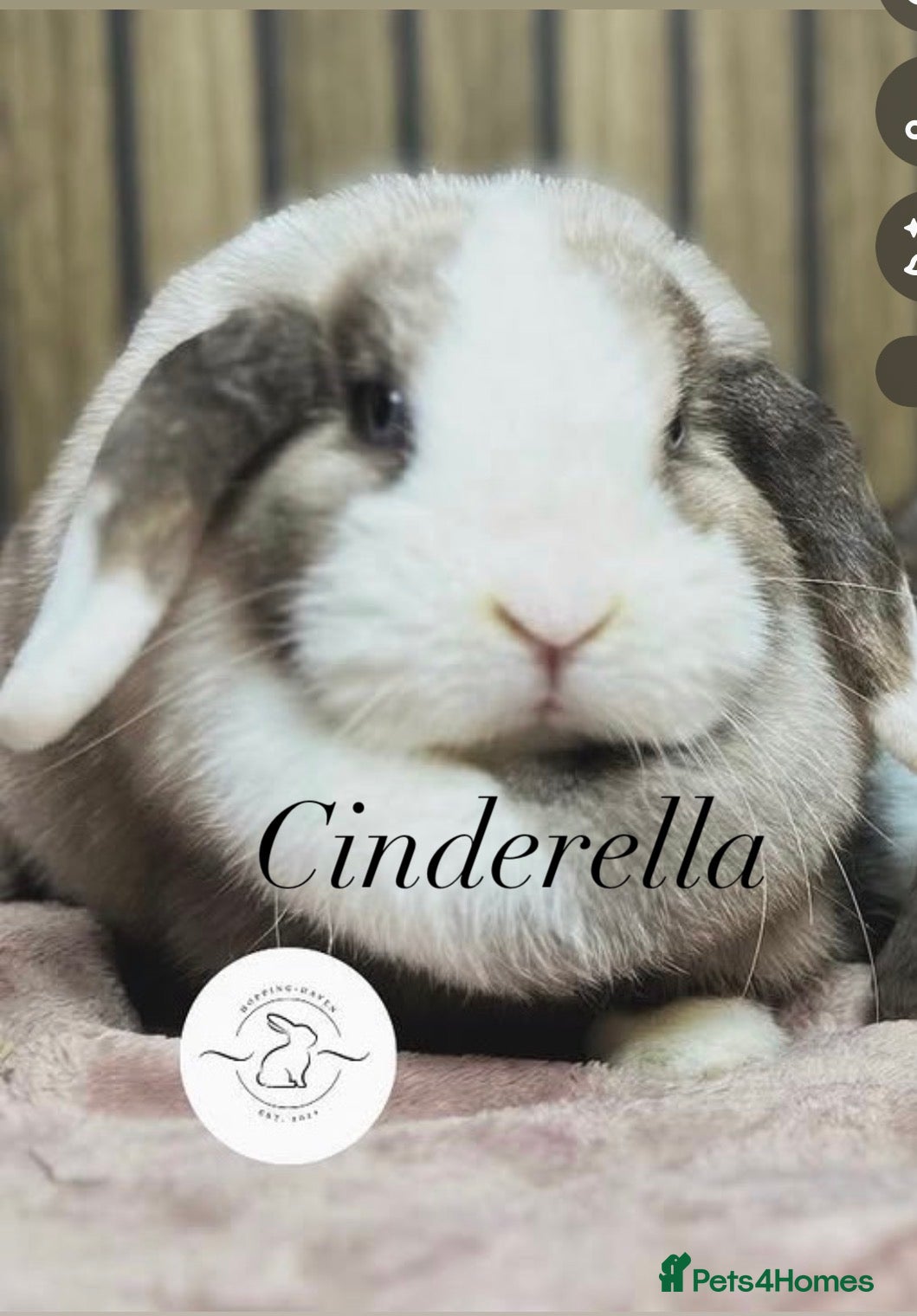 Mini Lop rabbits Adult mini lops looking for homes - Advert 1