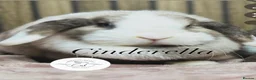 Mini Lop rabbits for sale: Mini lop buns looking for homes - Advert 7