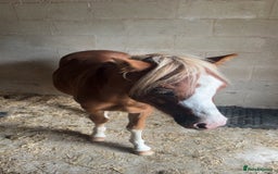 Welsh Section A horses for sale: Teddy 18 month sec a  - Image 11