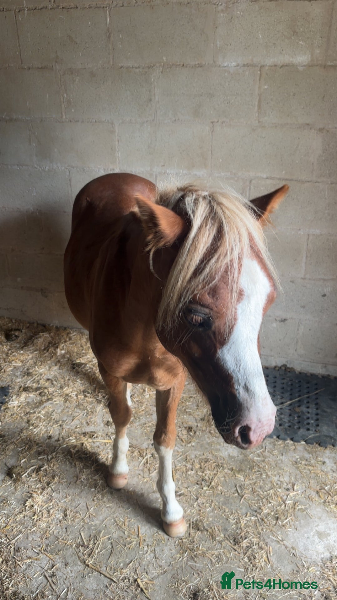 Welsh Section A horses for sale: Teddy 18 month sec a  - Image 11