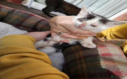 Mixed Breed cats for sale: ❤️three cute kittens ❤️ - Image 4