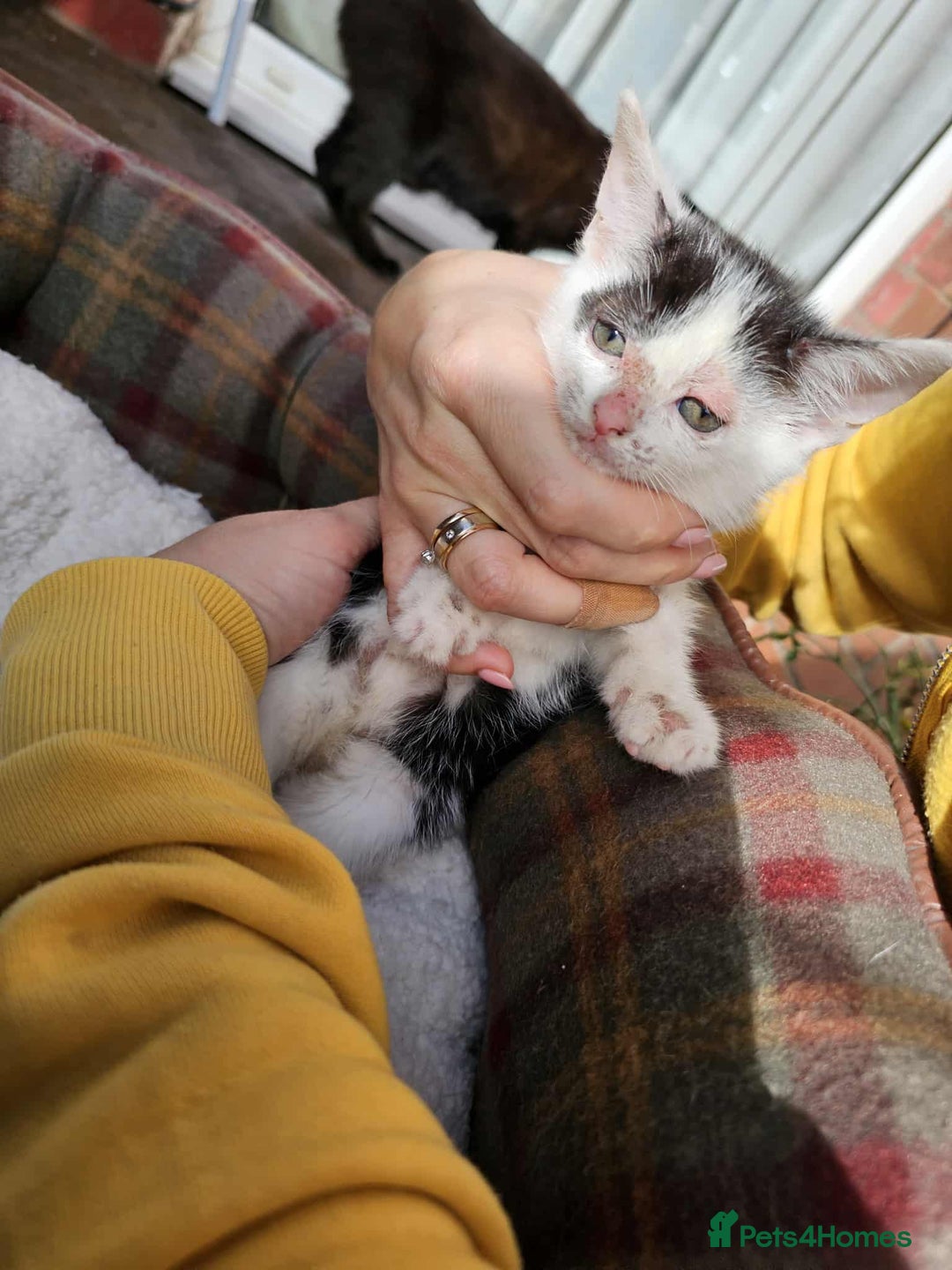 Mixed Breed cats for sale: ❤️three cute kittens ❤️ - Image 4