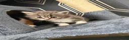 Mixed Breed cats for sale: 🐾 3 fluffy kittens looking for forever homes🐾 - Advert 17