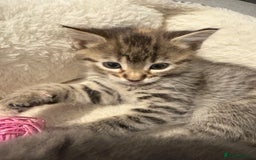 Mixed Breed cats for sale: Kittens for sale  - Image 11