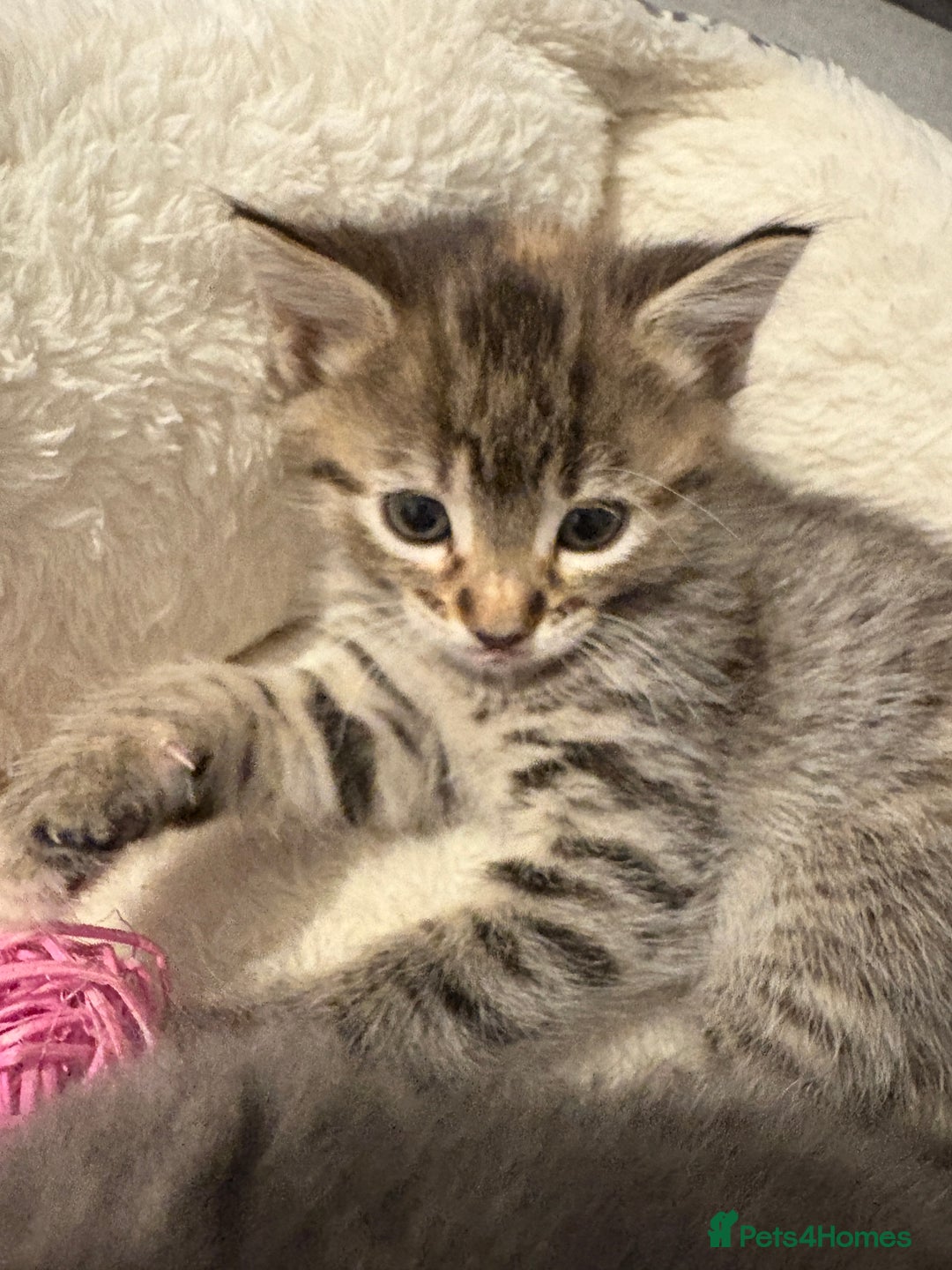 Mixed Breed cats for sale: Kittens for sale  - Image 11