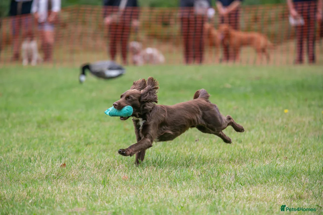 Cocker Spaniel dogs for stud: Cocker spaniel for stud extensively health tested  in Shrewsbury - Advert 32