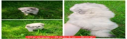 Maltipom dogs for sale: Maltipom Puppies  - Advert 2