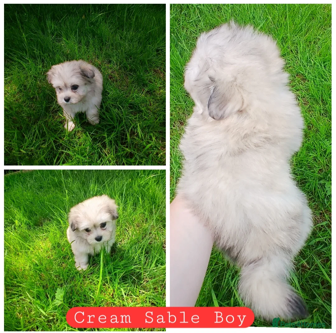 Maltipom dogs for sale: Maltipom Puppies  - Advert 2