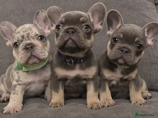 French Bulldog dogs Chunky Frenchie Puppies - Advert 8