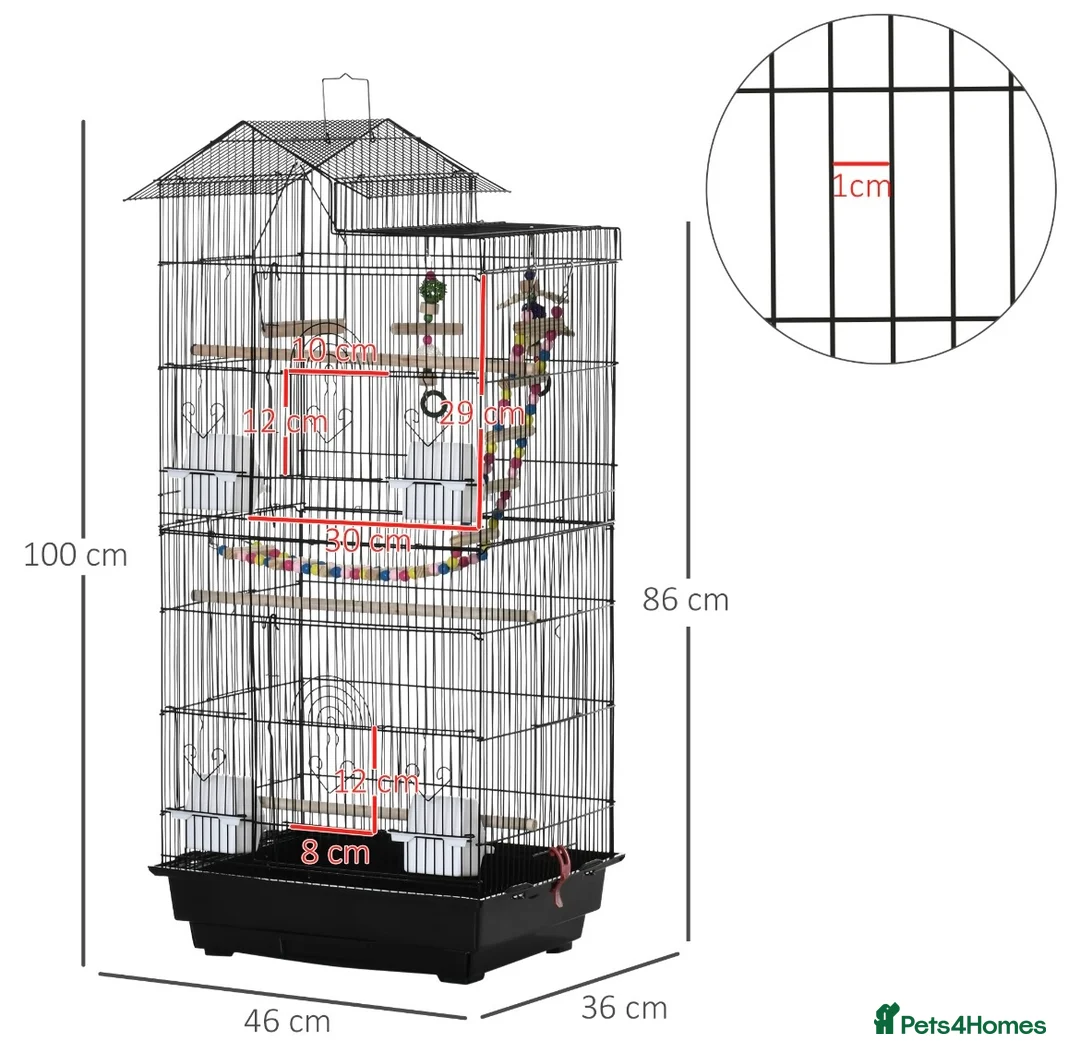 Ringnecks birds for sale: Indian Ringneck  - Advert 4