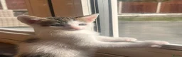 Mixed Breed cats for sale: Adorable kittens for sale in Basildon - Advert 13