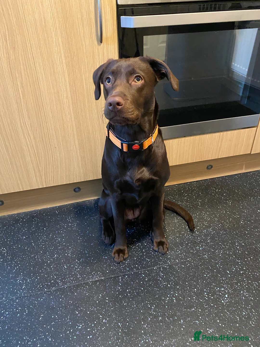 Labrador Retriever dogs for sale: Female chocolate Labrador puppy - Advert 3