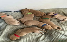 Labrador Retriever dogs for sale: Red 5th generation pedigree labrador  - Image 13