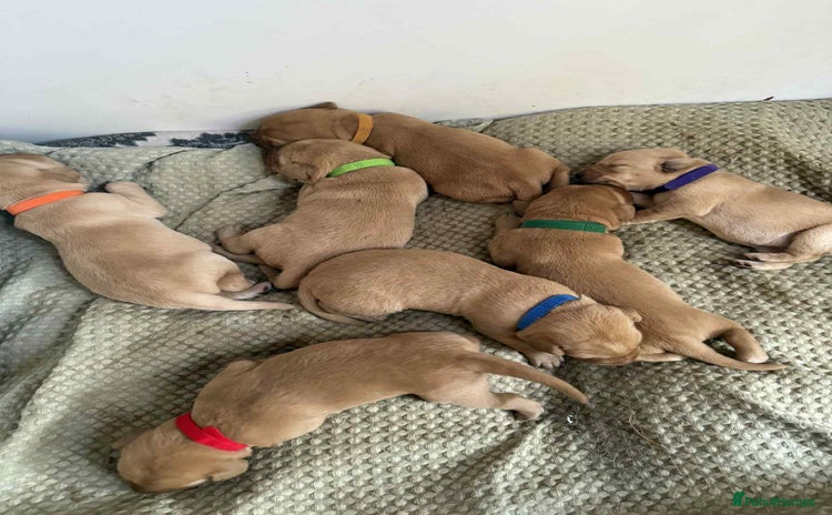 Labrador Retriever dogs - Advert 10