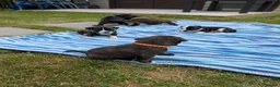 Staffordshire Bull Terrier dogs for sale: Stunning Brindle & White Staffy Pups - Advert 12