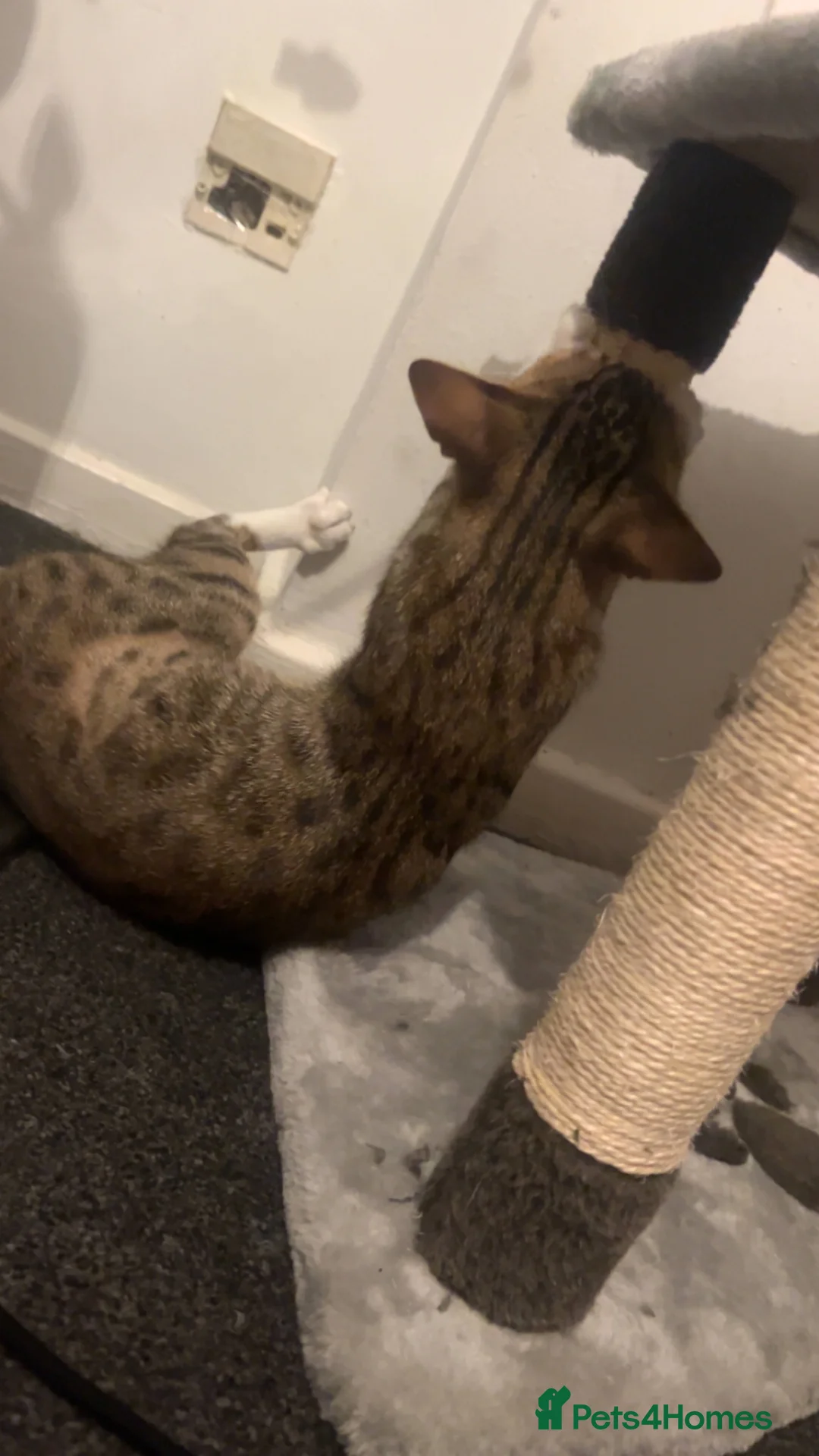 Bengal cats for sale: Bengal 1 year old  in Wolverhampton - Advert 2