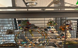 Parakeets birds for sale: Alexandrine and Full set up - Image 6