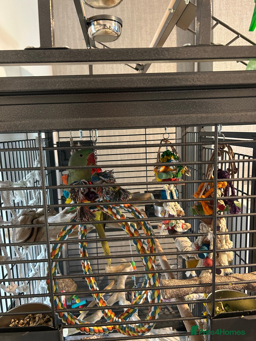 Parakeets birds for sale: Alexandrine and Full set up - Image 6