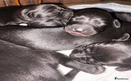 Labrador Retriever dogs for sale: Beautiful kennel club pups with impressive lines - Image 3