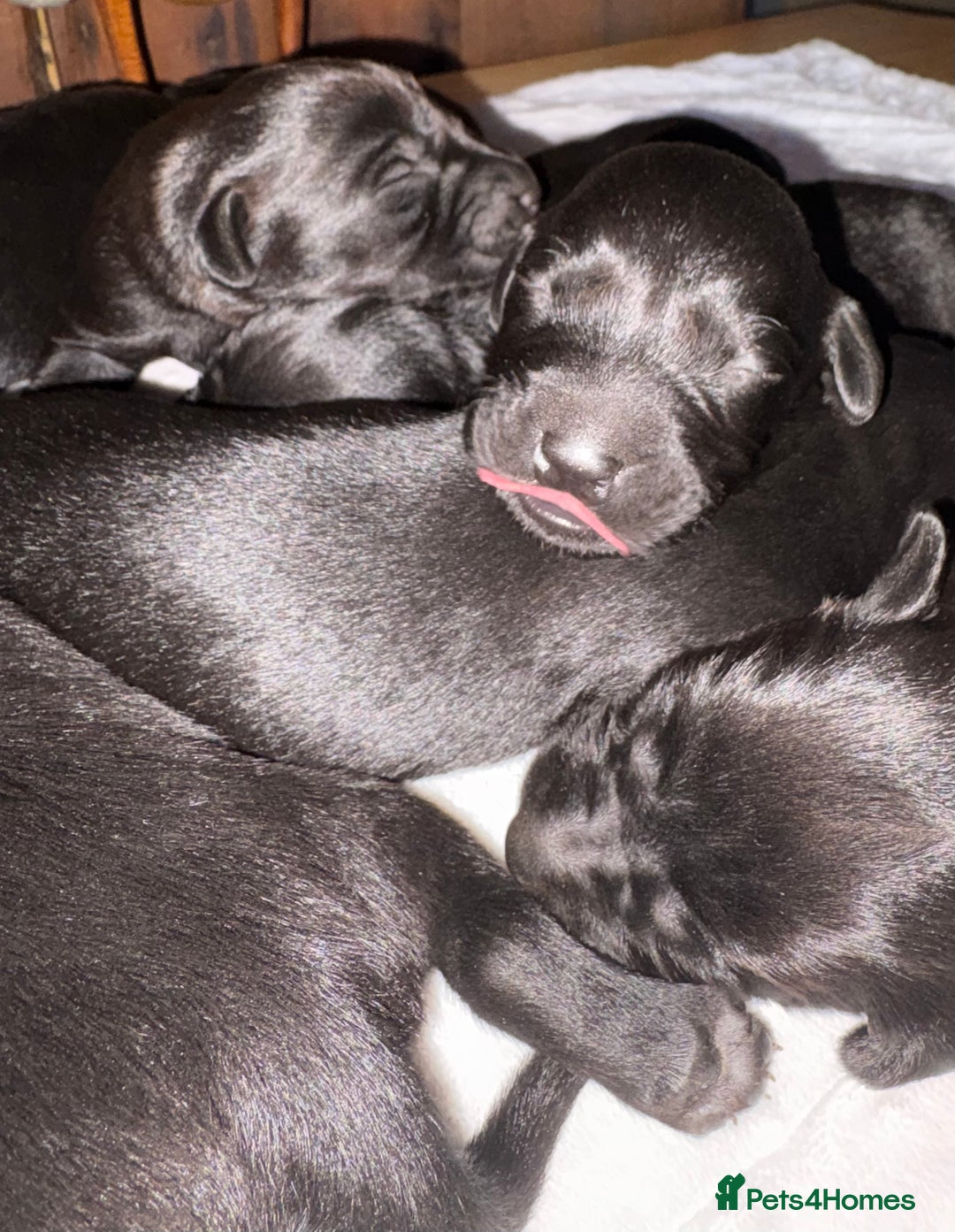 Labrador Retriever dogs for sale: Beautiful kennel club pups with impressive lines - Image 3