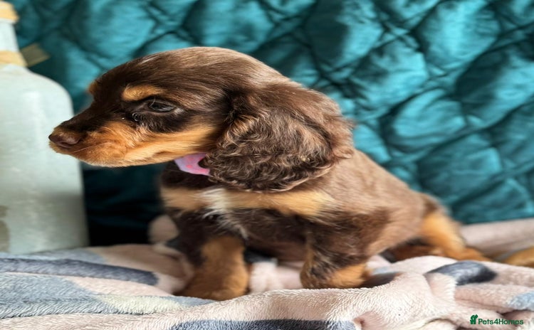 Cocker Spaniel dogs - Advert 1