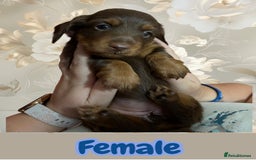 Miniature Dachshund dogs for sale: URGENT SALE! 🐾Miniature Long-Haired Dachshund🐾 - Image 2