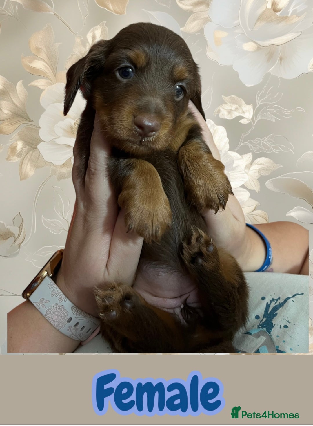 Miniature Dachshund dogs for sale: URGENT SALE! 🐾Miniature Long-Haired Dachshund🐾 - Image 2