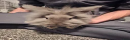 Lionhead rabbits for sale: 2 lion head rabbits for sale  in Willenhall - Advert 5