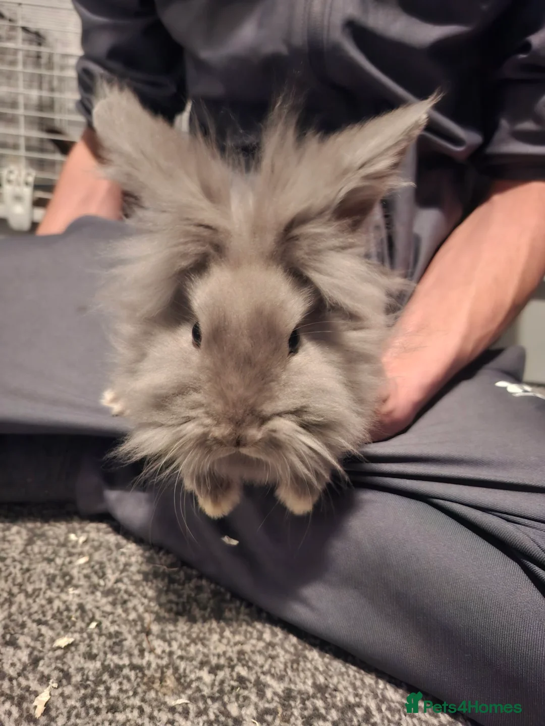 Lionhead rabbits for sale: 2 lion head rabbits for sale  in Willenhall - Advert 5