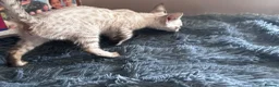 Bengal cats for sale:  Snow Lynx bengal  - Advert 22