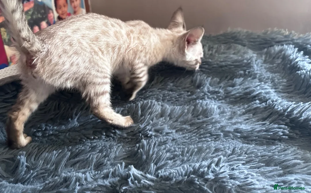 Bengal cats for sale:  Snow Lynx bengal  - Advert 22