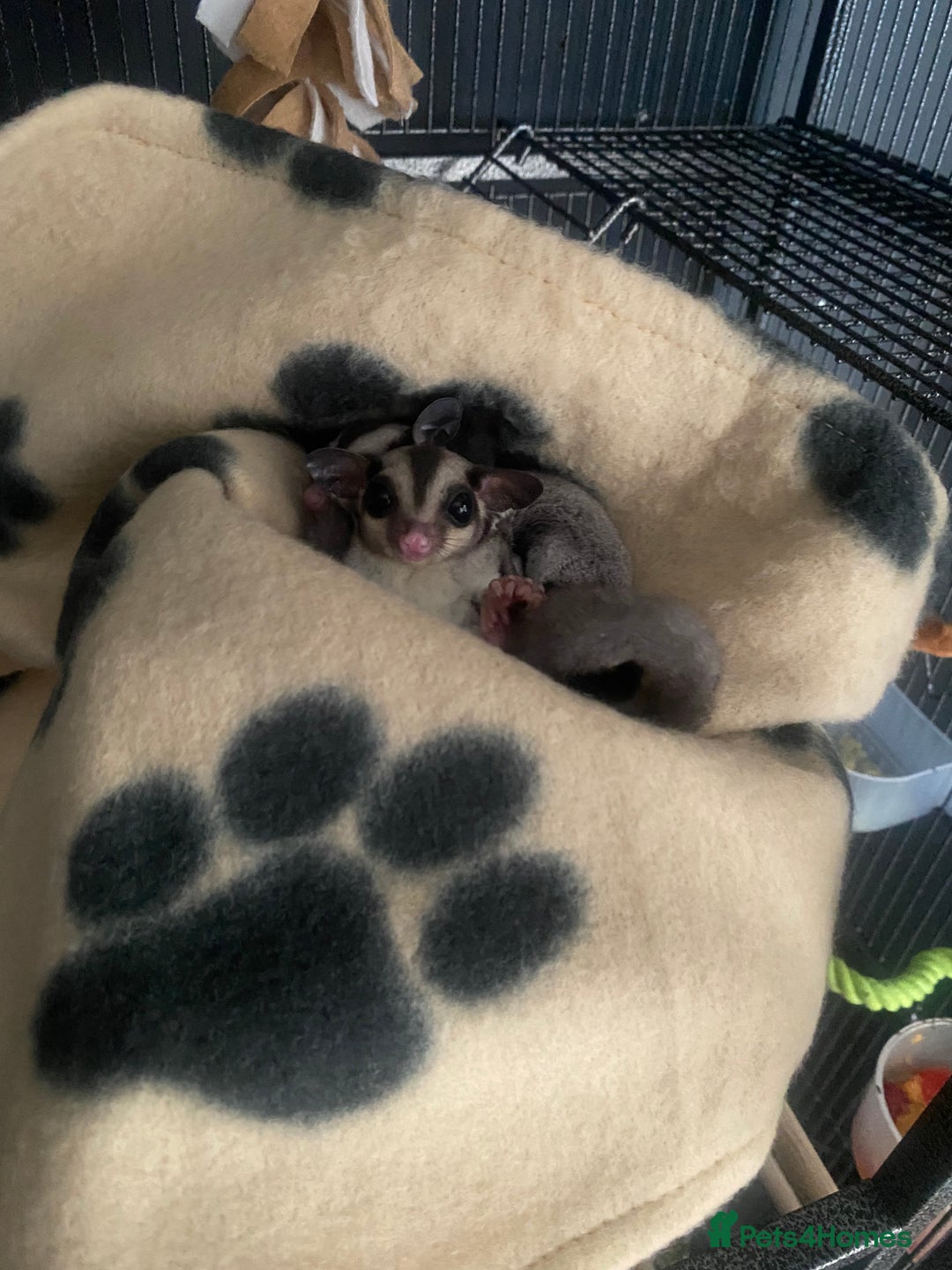 Sugar Glider rodents for sale: 2 male sugar gliders  - Advert 7