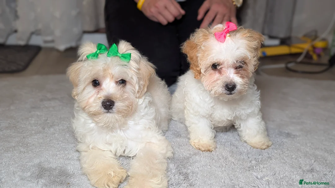 Maltipoo dogs for sale: Olivia M - Advert 8