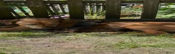 Miniature Dachshund dogs for sale: KC reg miniature smooth dachshund in Warminster - Advert 9