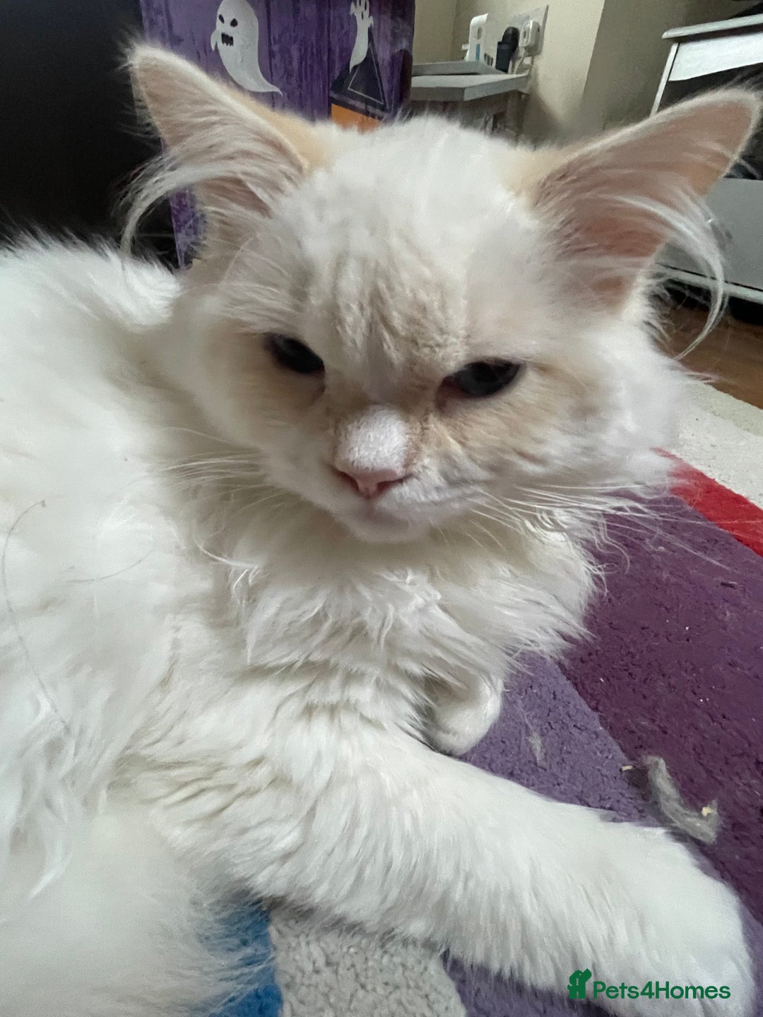 Ragdoll cats for sale: GCCF Ragdoll Boy – Needs Experienced Home - Advert 3