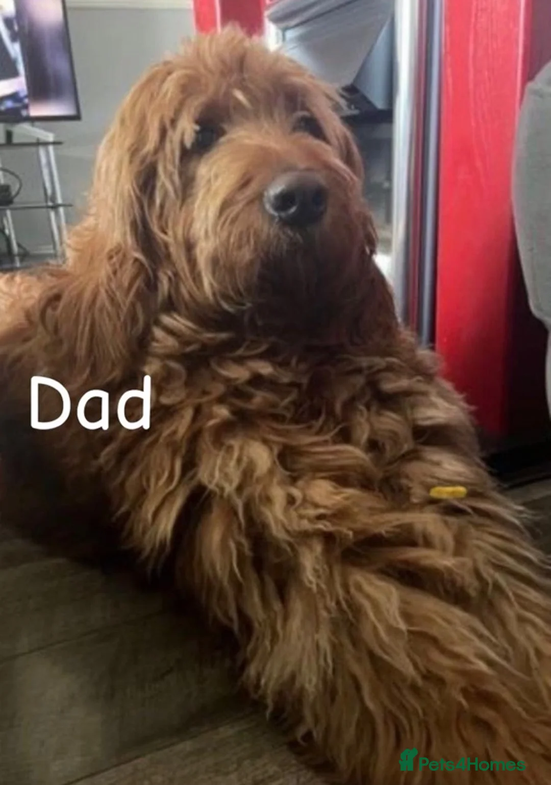 Double Doodle dogs for sale: Nell is expecting Double Doodles  - Advert 2