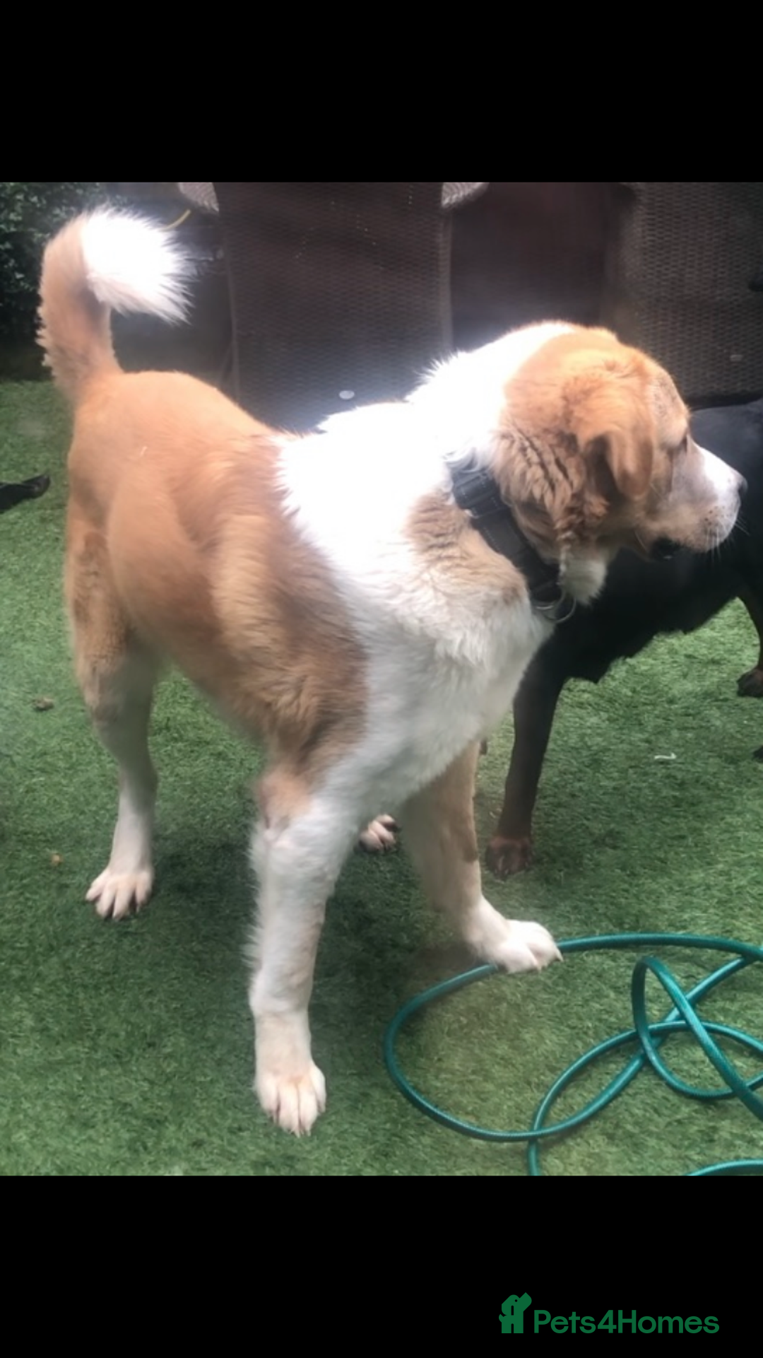 Mixed Breed dogs for sale: Central Aisian Shepard x Rottweiler - Image 8