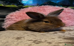 Mixed Breed rabbits for sale: Netherland dwarf and lionhead mixed bunnies - Image 35