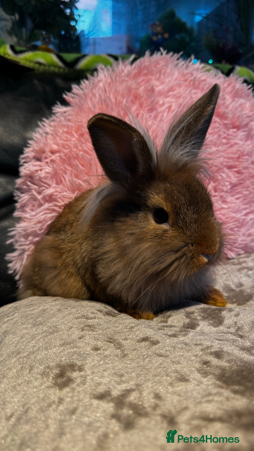 Mixed Breed rabbits for sale: Netherland dwarf and lionhead mixed bunnies - Image 35