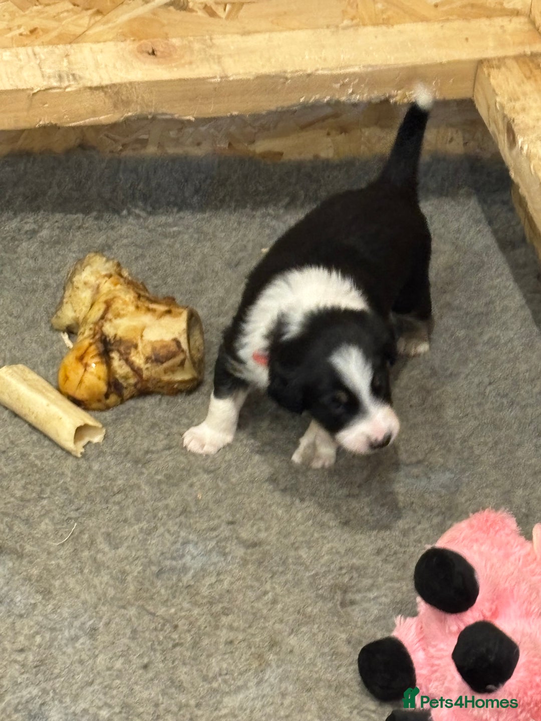 Border Collie dogs for sale: Adorable Collie Pups available raised with Love! - Advert 10